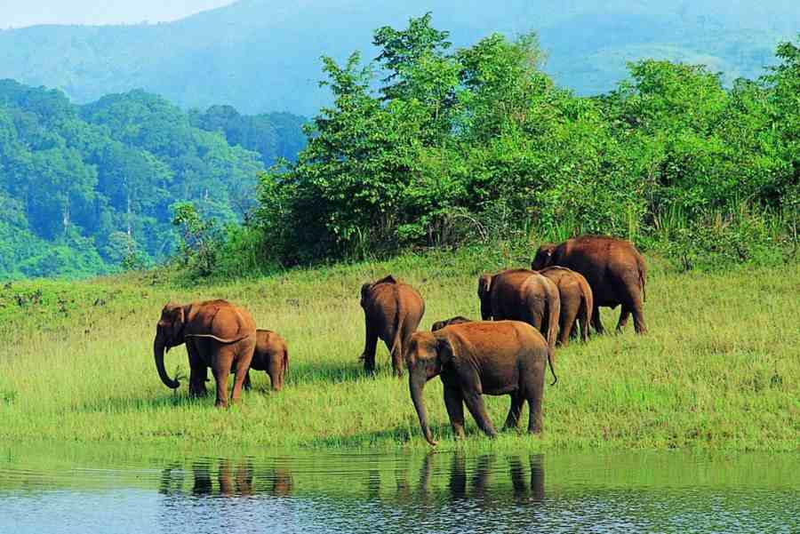 Periyar National Park
