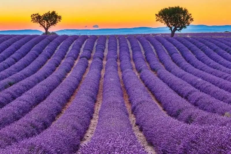 France and Switzerland honeymoon package