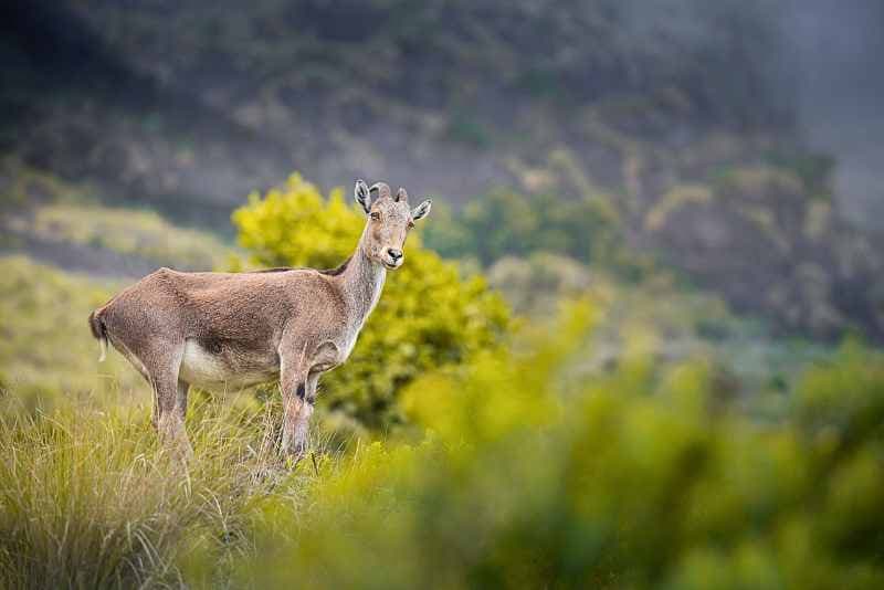 Rajamalai (Eravikulam) National Park