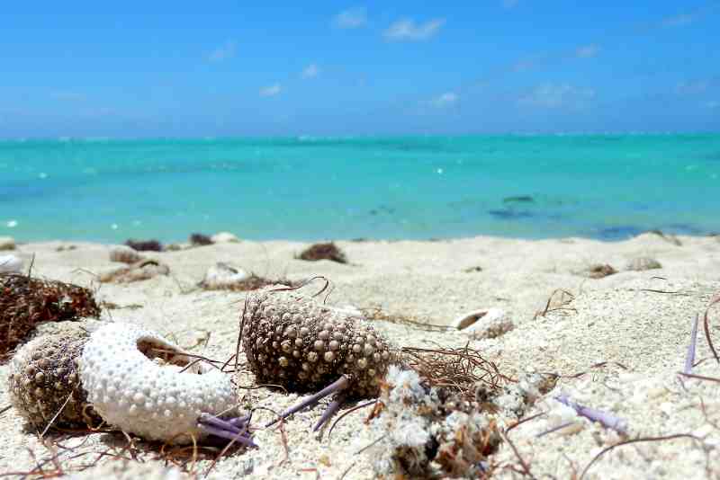 Romantic 4-Day Mauritius Honeymoon Experience