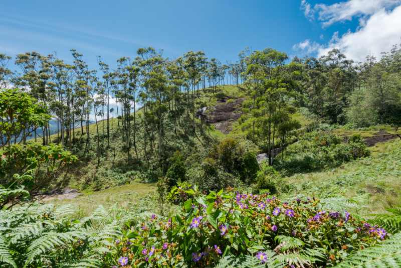 Eravikulam National Park