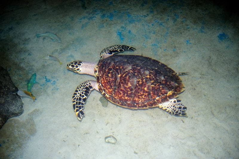 Green Turtle