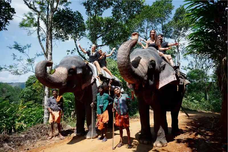 Elephant Junction Thekkady